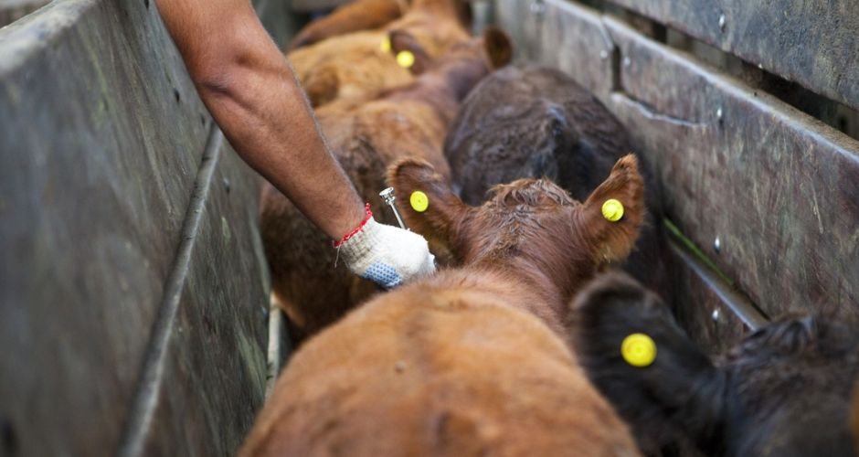 En la campaña 2027 los productores podrán elegir veterinarios privados para la vacunación contra la aftosa