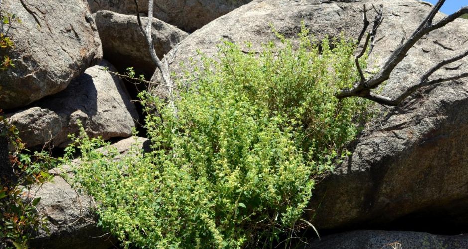Reconocimiento oficial y sello de Indicación Geográfica para la peperina de San Luis